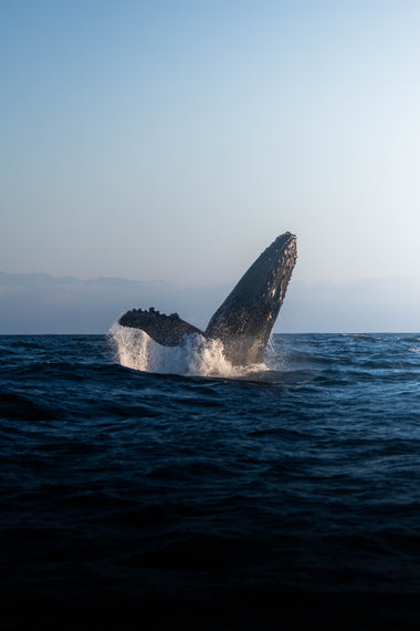 Profundidades de Majestad