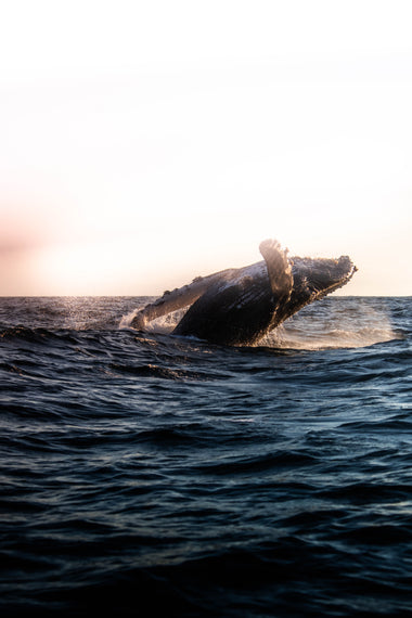 Vals del canto de las ballenas - Póster
