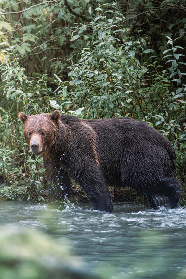 Guardián del Bosque
