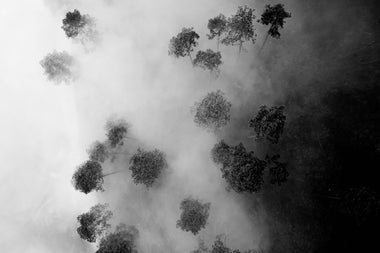 Bosque Brumoso - Póster