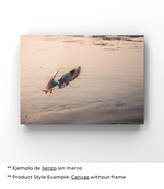 Zambullida en el Agua