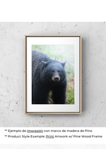 Esencia de Oso
