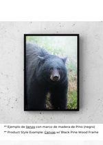 Esencia de Oso