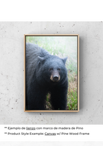 Esencia de Oso