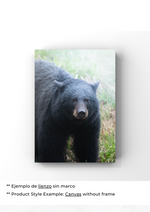 Esencia de Oso