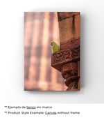 Siesta Emplumada