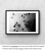 Bosque Brumoso - Póster