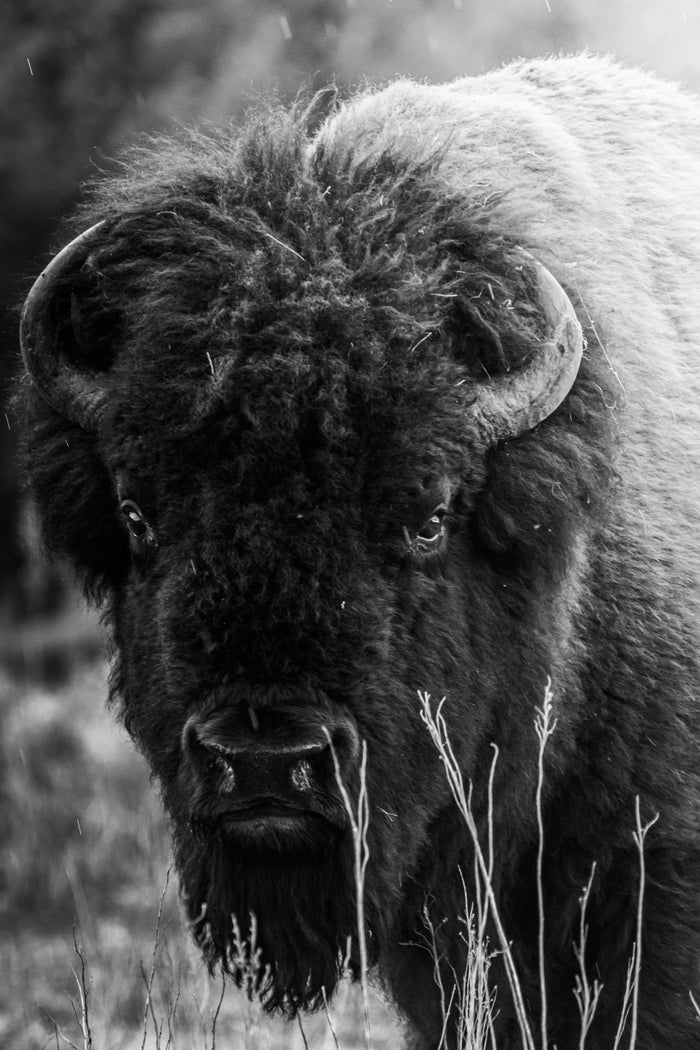 Blanco & Negro