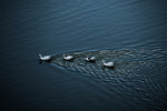 Lago de los Cisnes