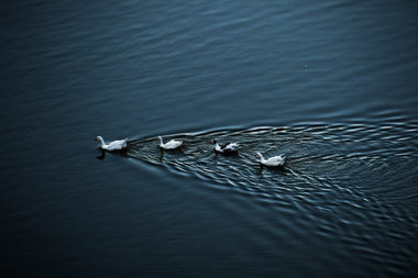 Lago de los Cisnes