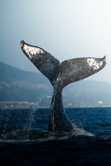 Elegancia Oceánica