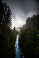 Forest Haven