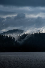 Silent Forest