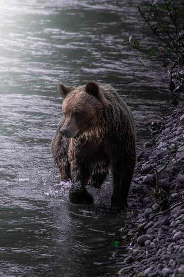 Serenidad del Oso