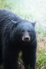 Esencia de Oso