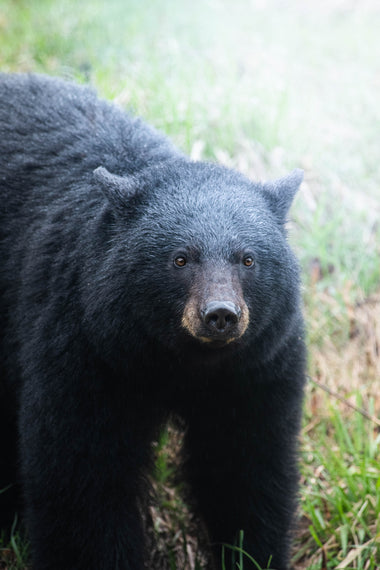 Esencia de Oso