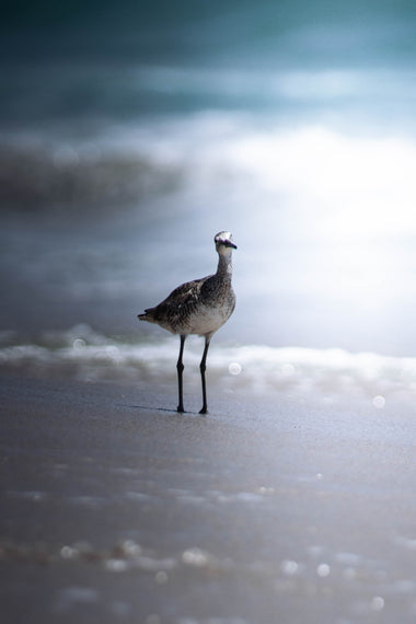 Seabreeze Ballet